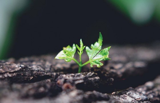 ISO14001认证咨询示意图片